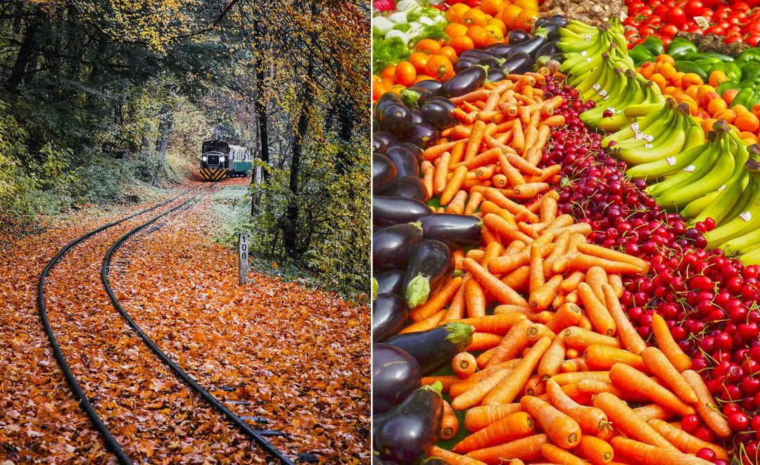 Två bilder ihopklippta. Ett tåg kommer åkande en höstdag bland löv och den andra bilden föreställer morötter, körsbär och bananer ligger upplagda i rader.