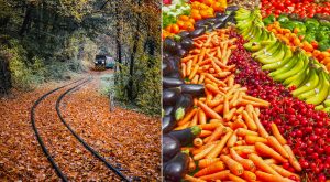Två bilder ihopklippta. Ett tåg kommer åkande en höstdag bland löv och den andra bilden föreställer morötter, körsbär och bananer ligger upplagda i rader.